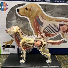 강아지뼈모형 골든리트리버 해부학 표본 수의학 리트리버 모형, 4D 마스터 골든 리트리버 개 조립 장난감 개 개 해부