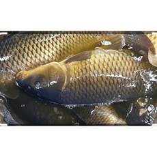 동부민물수산 손질질잉어2kg, 1개