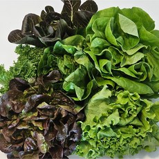 유러피안 샐러드 4종 수경재배 샐러드채소 신선채소, 1개, 1kg
