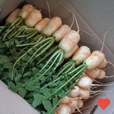국내산 산지직송 여수 알타리무, 1개, 3kg
