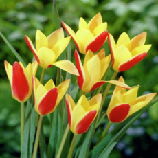 [나은식물원]1.[원종튤립 모종] 신시아 3구 10cm 1포트