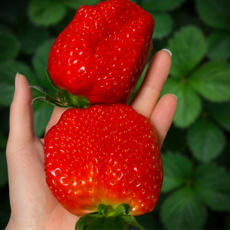 초고당도 프리미엄 킹스베리 대왕딸기, 2박스, 400g 왕특대품