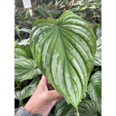 霏霏園藝 白雲蔓綠蓉, 1個, 買一棵300