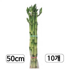 트리앤 개운죽50cm (10ea) 수경식물 공기정화 미세먼지제거, 1개