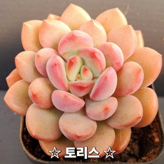 내맘대로골라 다육이 다육식물, 40번- 토리스