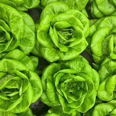 드라마팜 버터헤드 수확즉시배송, 1박스, 500g