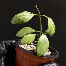 호야 라쿠노사 설카타 설가타 동일품배송