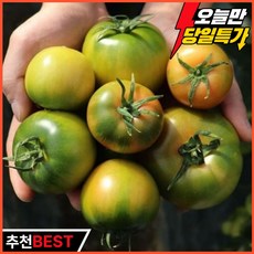 [한정특가] 첫수확 고당도 대저 토마토 짭짤이 초특가 부산 농장직송 당일수확, 1박스, 2.5kg_가정용(L-2L)