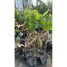 霏霏園藝 日本葡萄 安藝公主 4-5吋盆 觀賞植物, 1個