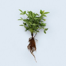 마이플랜트 남천나무 세척 모종 소형 수경재배식물, 2개