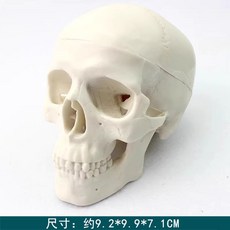 두개골 모형 해골 교구 해부학 해부 얼굴 모형도 뼈 골격, 미니 두개골 모형 ETG001, 1개