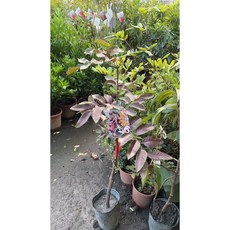 霏霏園藝四季紅龍眼一棵特價 美化居家環境 增添自然生機, 1個