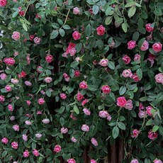 인공 장미 덩굴 플라스틱 꽃 덩굴식물 에어컨 파이프 장식 커버 벽걸이 중국 스타일, 1개, 18. 루이 로즈 벽걸이 핑크 + 플라잉 디스크 바구니