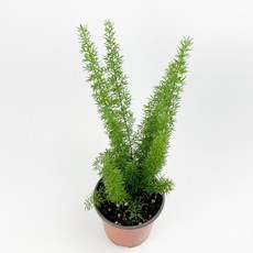 글라스가든 아스파라거스 메이리 소품 여우꼬리 음지 반음지 수경재배 수중 실내공기정화 키우기 쉬운 식물 키우기, 2개