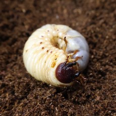 장수풍뎅이 애벌레 3령 유충 수컷 암컷, 1개