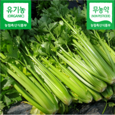 [산청마을] 산지직송 유기농 무농약 당일수확 신선한 셀러리 샐러리, 1개, 1kg