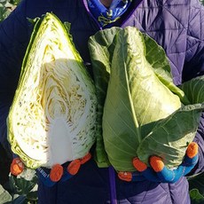 해풍 맞고 자란 제주 고깔양배추 3kg 5kg 10kg 산지직송, 제주 고깔양배추 3Kg 1박스, 1개