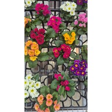 프리뮬러 앵초 랜덤상품