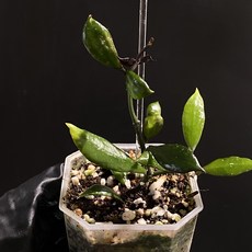 호야 라쿠노사 블랙 스몰리프 스몰 리프 동일품배송