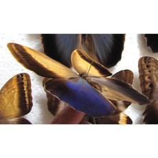 蟲新發現 蝴蝶標本A1 暮色貓頭鷹蝶 展翅成品 10CM 哥倫比亞產, 未展翅乾貨