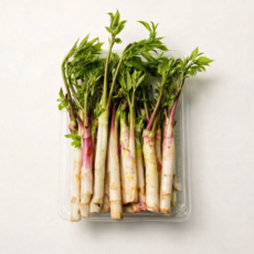 강원도 땅두릅 고랭지 눈꽃땅두릅, 1kg, 1개