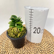 대엽풍란 청옥환 검포트 9cm 풍란 난키우기 다이노플라워, 1개