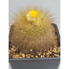 [가람다육] 금옹옥 선인장, 1개, 금옹옥384