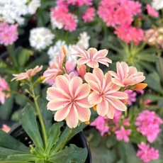 마이플랜트 레위시아 소형 꽃모종 야생화, 1개, 화이트