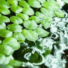 수초하우스) 아마존 프로그비트, 20개