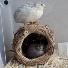 항아리둥지 잉꼬 핀치 소형새 미니 메추리 병아리 다람쥐 햄스터 새장꾸미기 새둥지, 1개