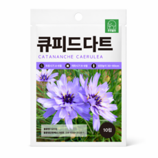 주주씨앗 큐피드다트 씨앗 10립 노지월동 다년생 꽃씨, 1개