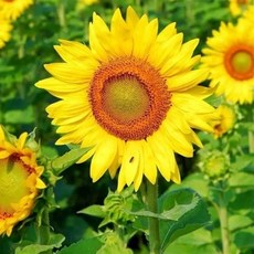 호환 셀피 잉크 CP90 CP000 인화지 CP300 카트리지 CP00, 1개, X. 수입 관상 고성 해바라기 50g