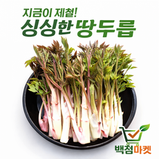 백점마켓 엄선 산지직송 강원청정 싱싱한 땅두릅 250g 300g 500g 1kg_백점마켓, 1개