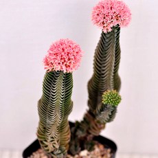 부다템플 선인장 다육이 쉽게 키우기 쉬운 다년생식물 실내조경 다육식물2-7, 단품, 1개, 다육