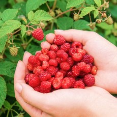 2026년 산딸기 생과, 4개, 250g