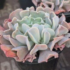 [소소한다육] 스완레이크 에케베리아속 다육식물