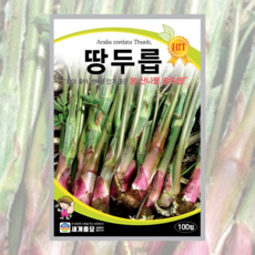 국산 땅두릅 씨앗 100립 [26년포장] 봄 산나물 땅두릅종자, 1개