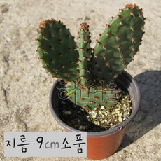 [선인장] 적도선 (토끼선인장) 지름 9cm 소품다육화분 (좋은흙만 사용한 건강한식물), 1개, 상세페이지 참조