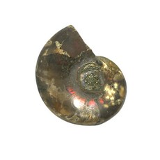 힐링젬 암모나이트 천연화석 학습용 수집용