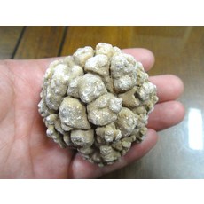 §能量礦石§ 泰國宗教礦物 腦舍利 207公克 6.3公分 寮國洞穴古代嘛呢石, 1個