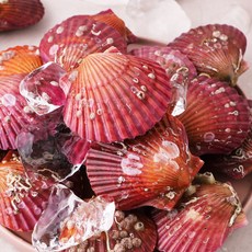 당일조업 통영직송 홍 가리비 2kg, 1개