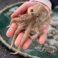 [시즌특가] 서해안 생물 자연산 활쭈꾸미, 1개, 1kg (7~13미)