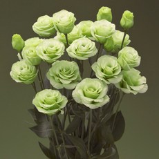 어린모종 리시안서스 8cm분, 볼레로 그린, 1개