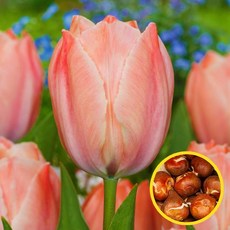 [풀멍상점] 튤립 구근 [살몬 반 에이크] 4개 / 유럽 직수입 튤립원종 원예 가드닝 / 튤립씨앗 꽃씨앗 꽃모종 전문