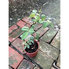 有晴玫瑰天狼育種 多花四季開花, 四吋盆