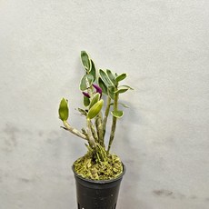 꽃대가 있는 ~무늬 경홍석곡, 1개