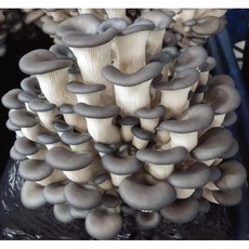 부드럽고 담백한 풍미 산지직송 국내산 느타리버섯 흑타리버섯, 1박스, 2kg