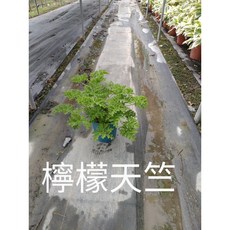 霏霏園藝 防蚊草(檸檬天竺葵) 高30公分 5吋盆, 1個