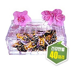 프로폴리스양봉원 벌침 30~40마리 벌침벌 봉침 봉침벌 직접만든먹이 벌 꿀벌 봉독 벌침용벌, 선택안함, 1개