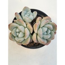 [가람다육] 아이시그린 다육이, 1개, 아이시그린465